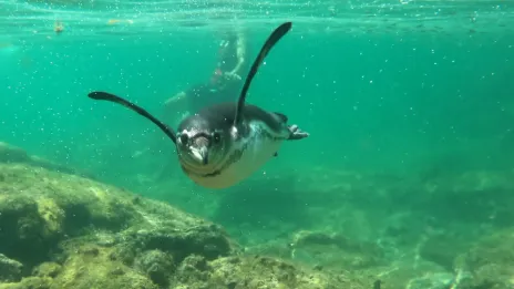 Découvrez les Galapagos